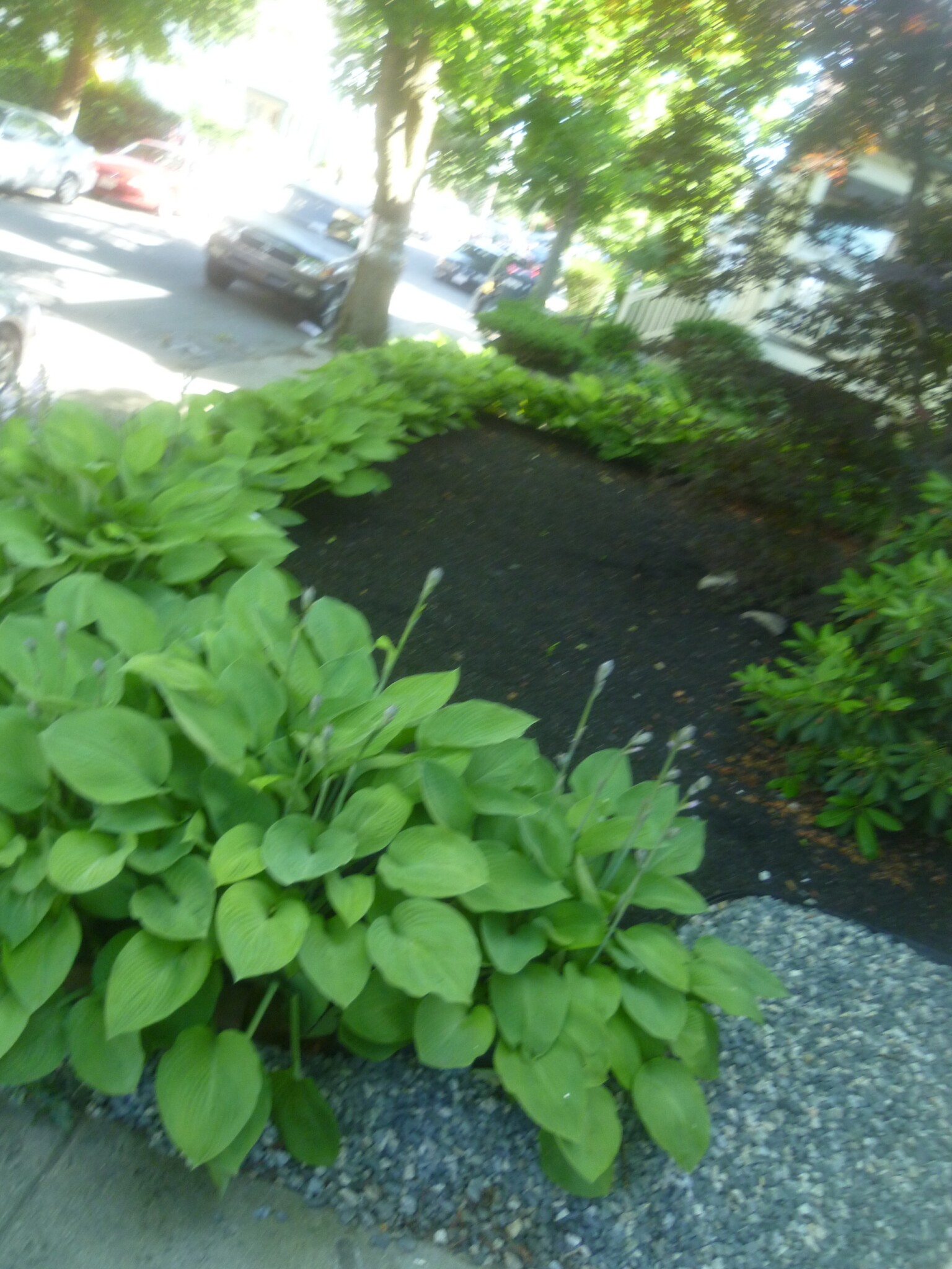 56 Hobson St, Brighton