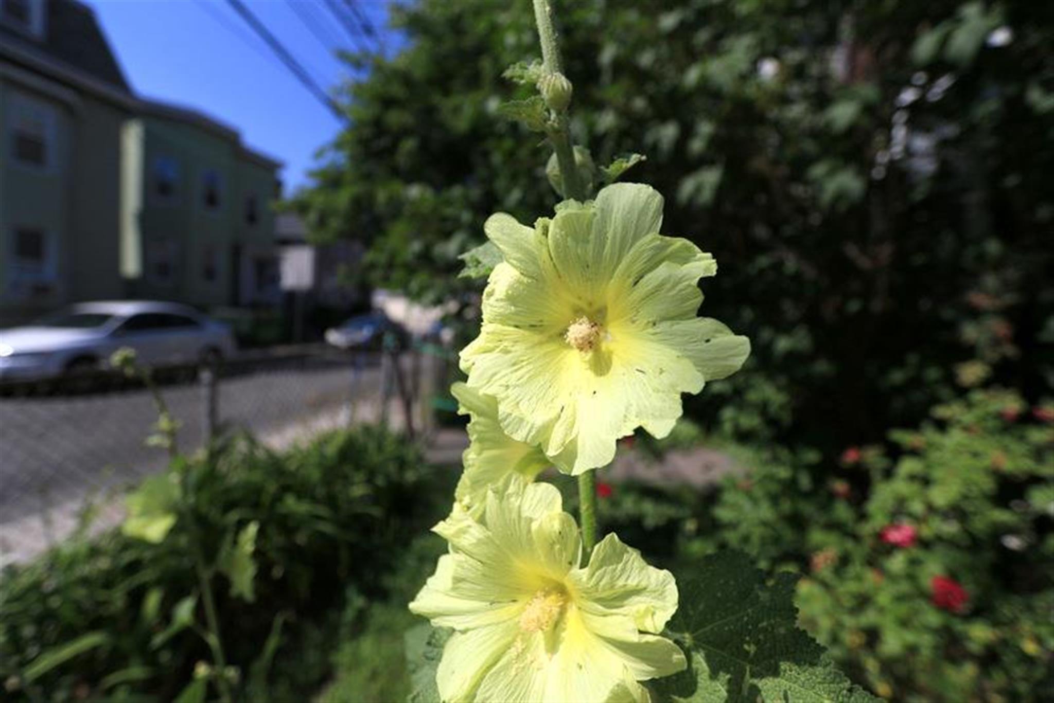 128 Pine St, Central Square