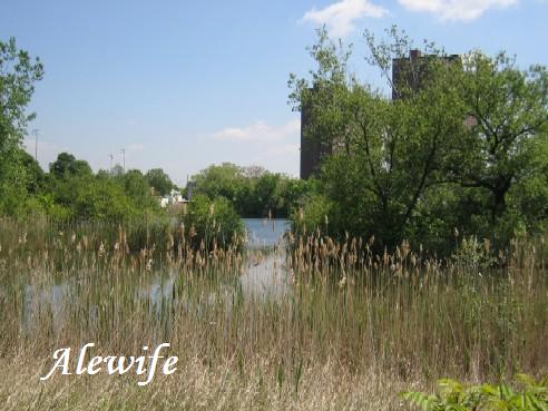 209 Rindge Ave, North Cambridge