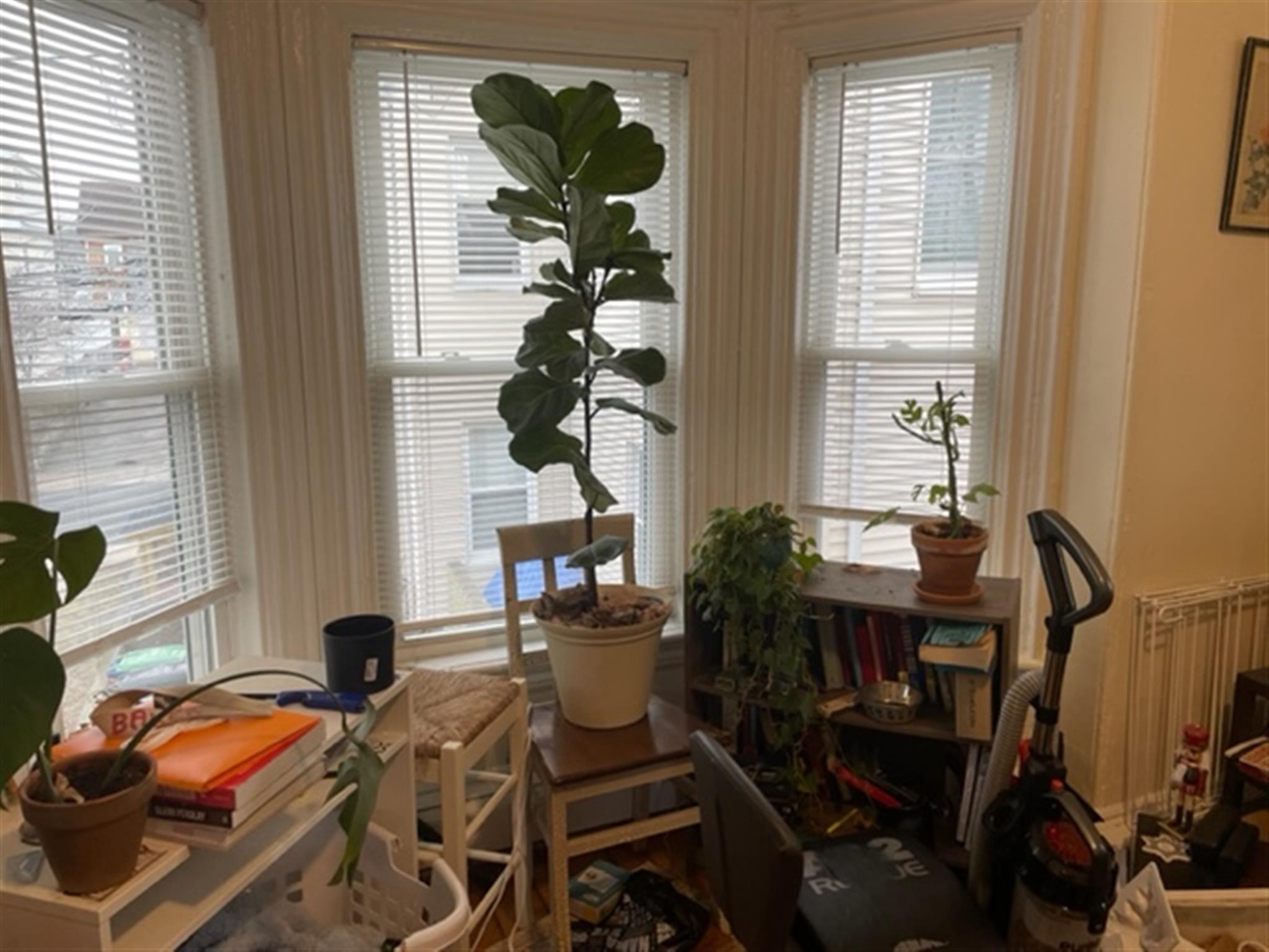 77 Bonair St, Winter Hill