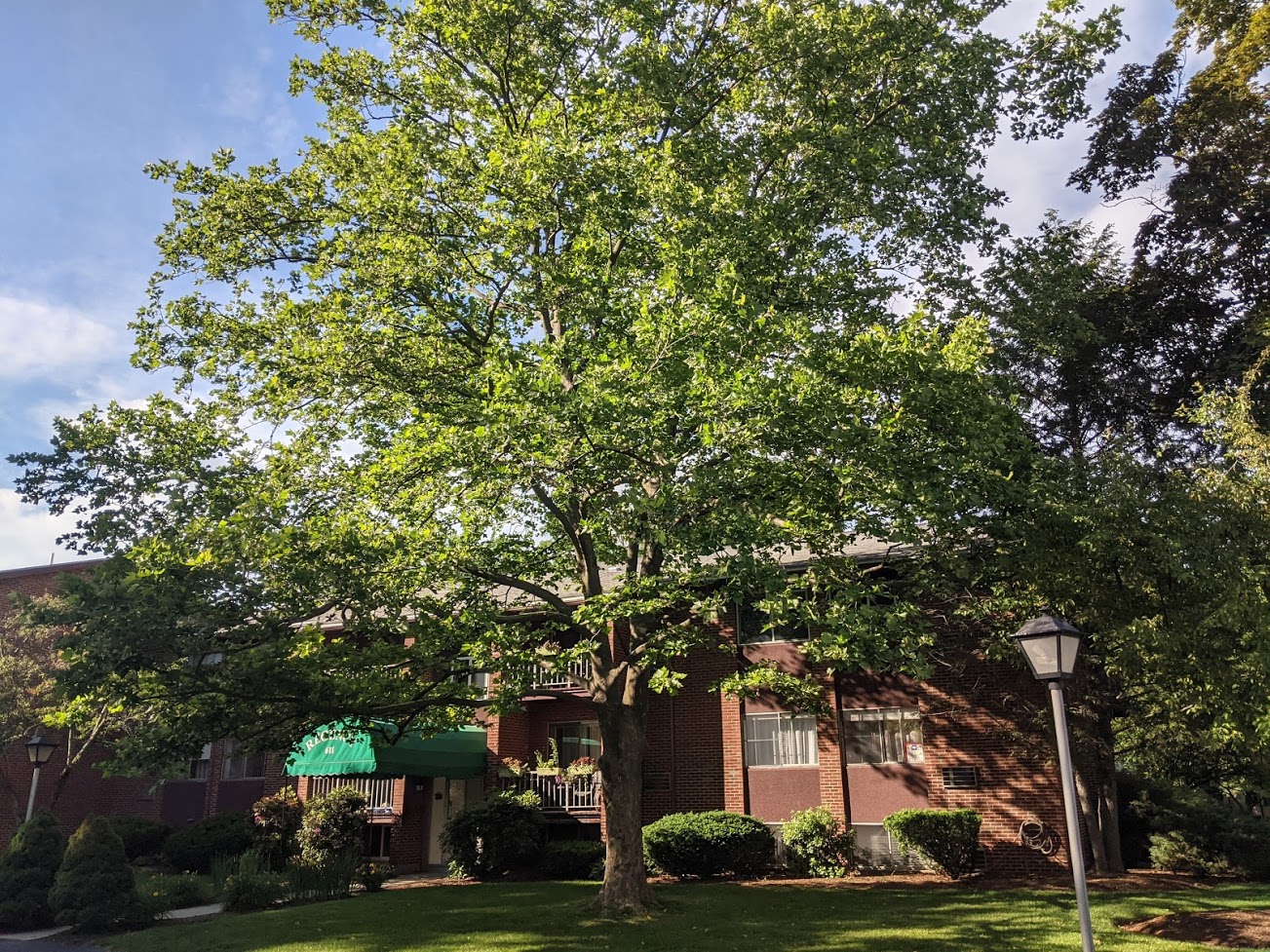 611 Watertown St, Newton