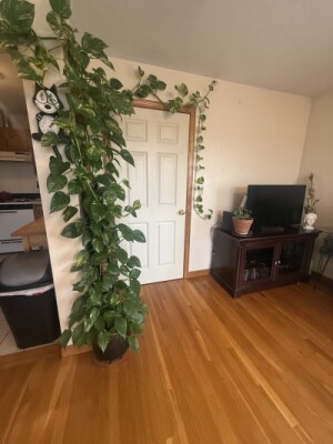 195 Newton St, Waltham