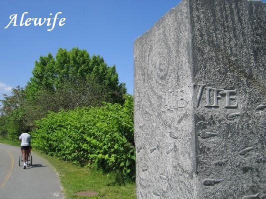 209 Rindge Ave, North Cambridge