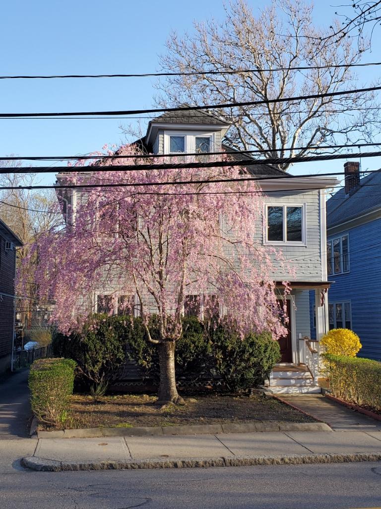 88 Davis Ave, Brookline Village