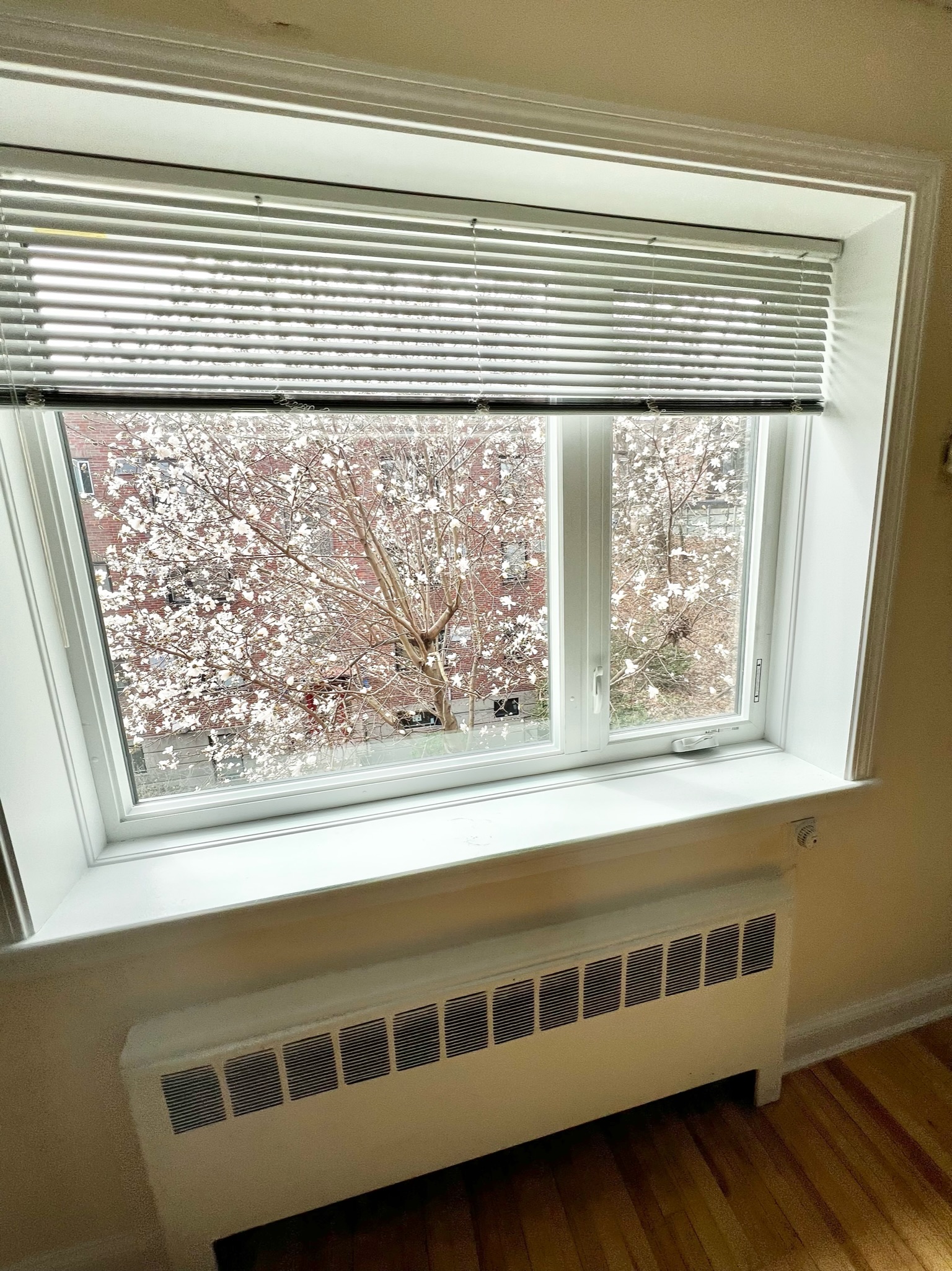 81 Saint Paul St, Coolidge Corner