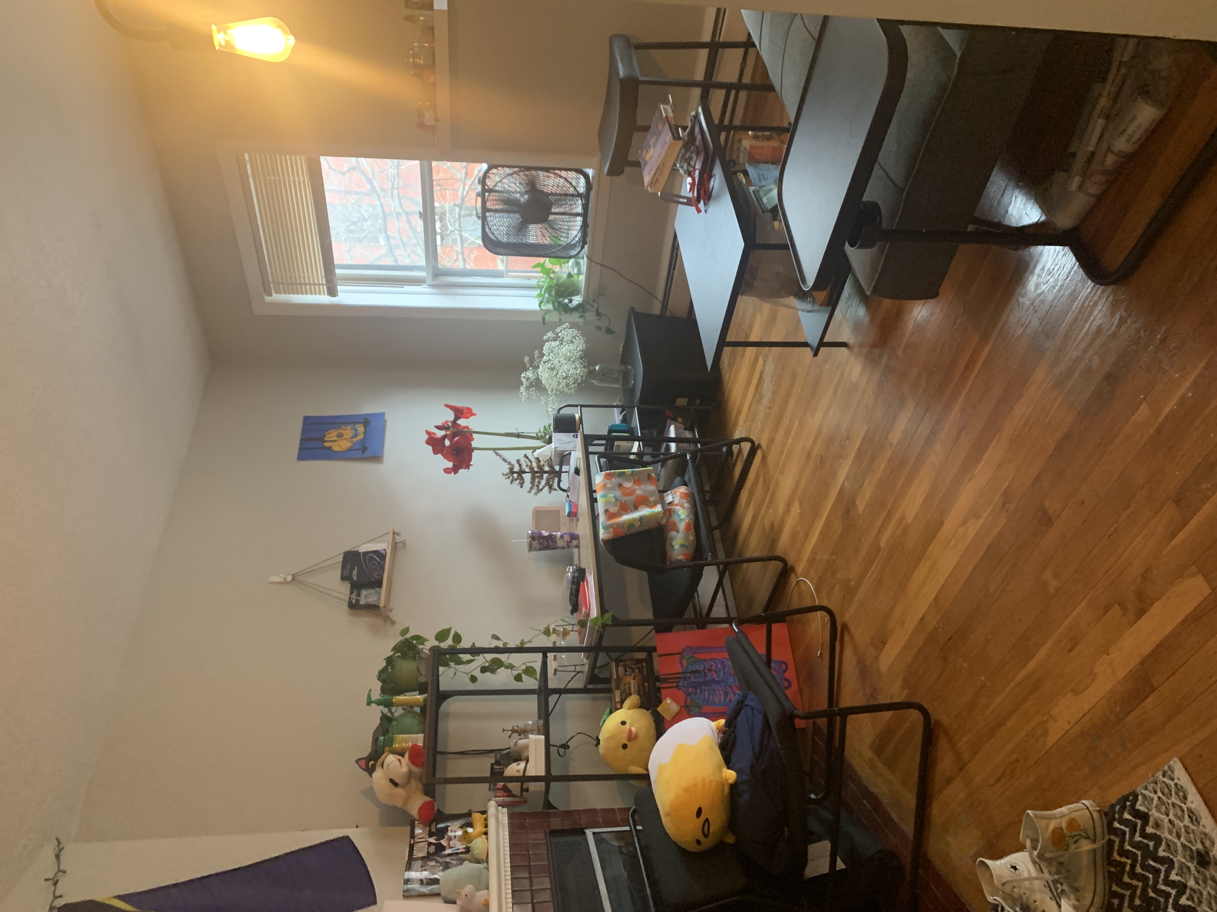 38 Gardent St, Beacon Hill