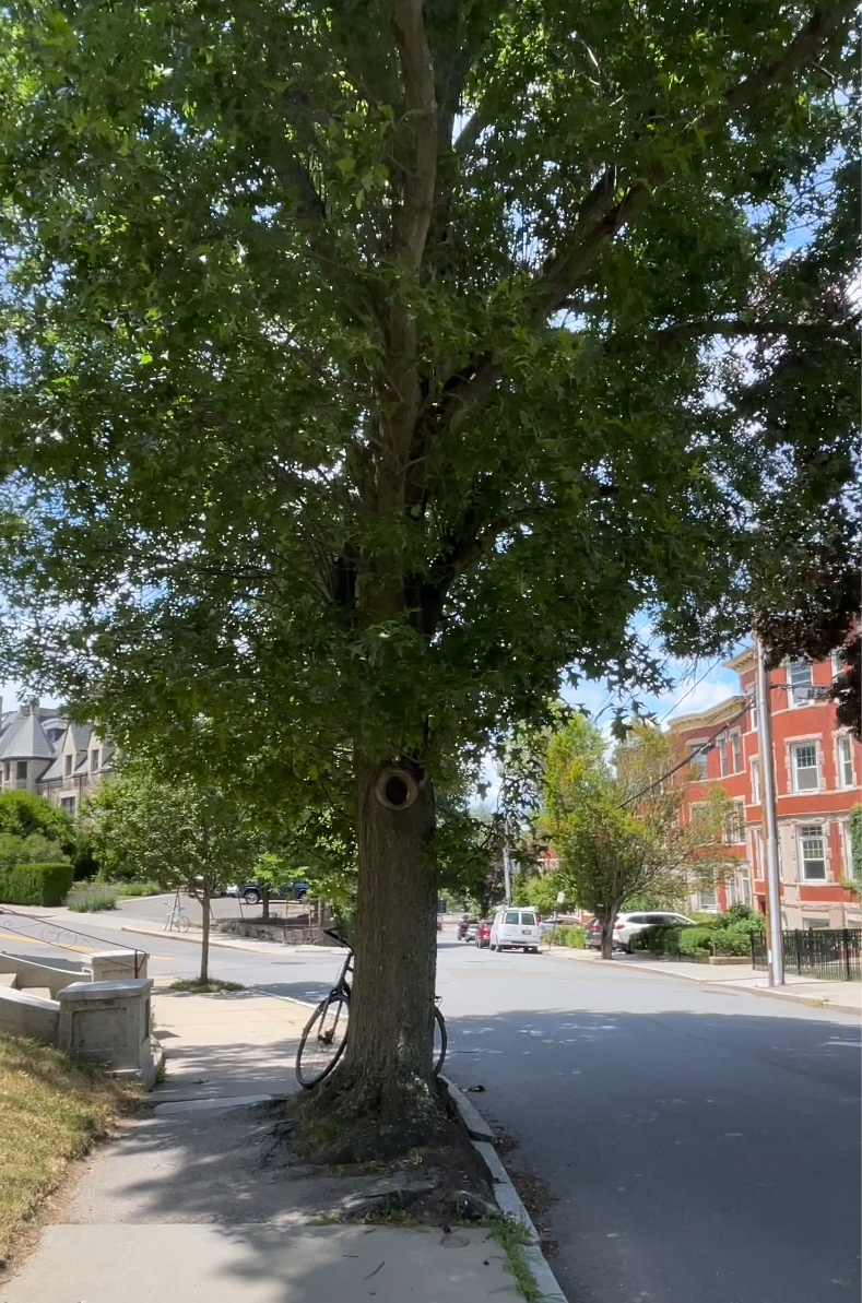 174 Winthrop, Washington Square