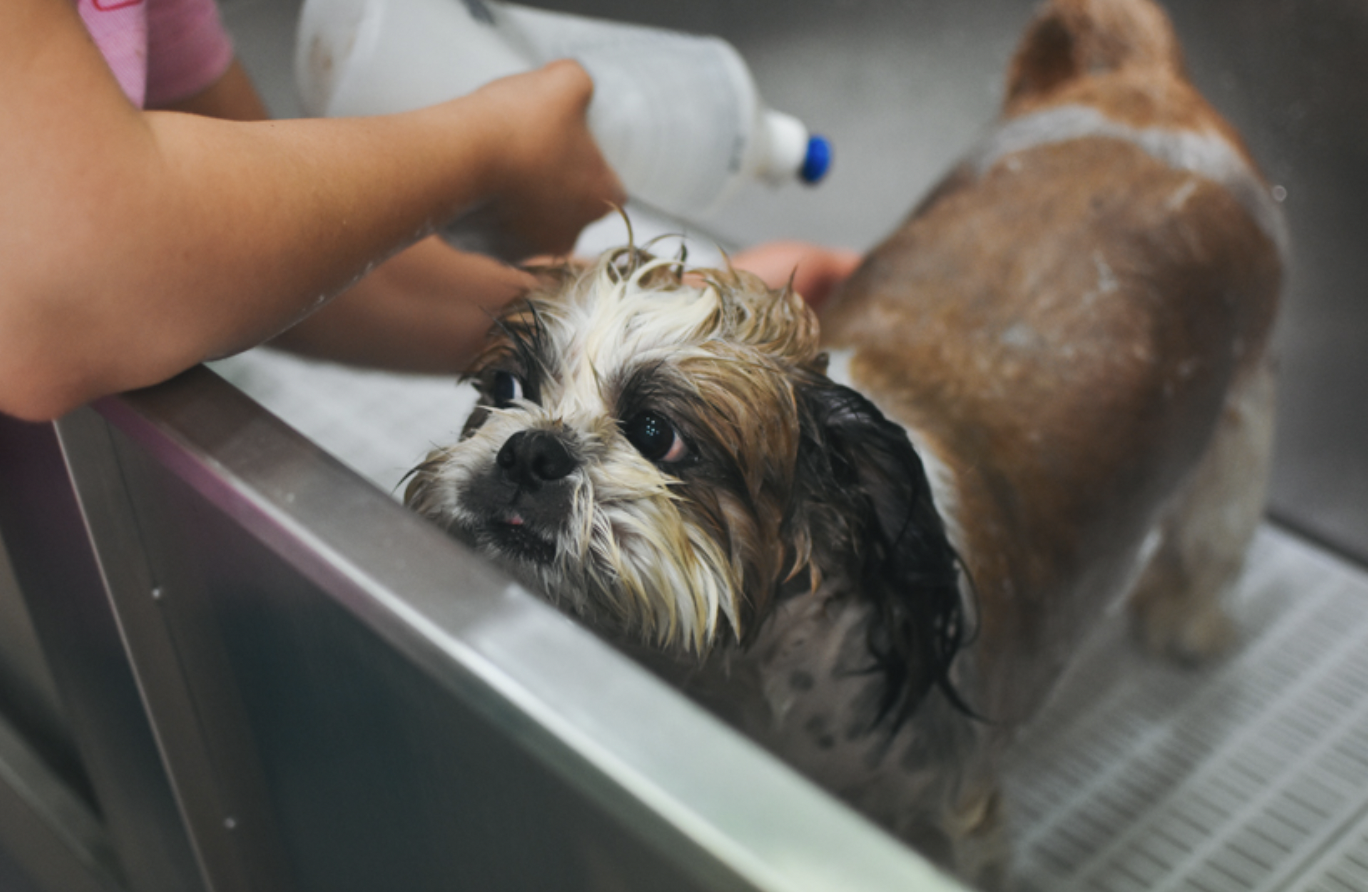 101 Asheville Rd, Chestnut Hill