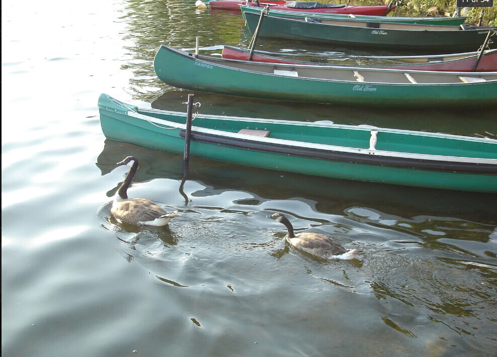 34 Hamilton Rd, Arlington