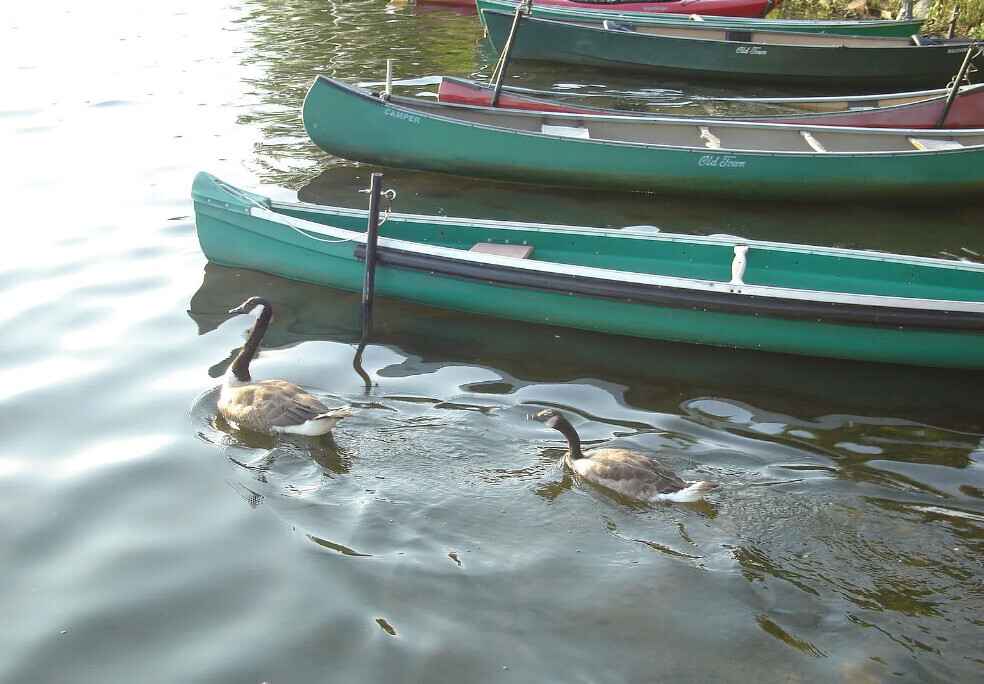 34 Hamilton Rd, Arlington